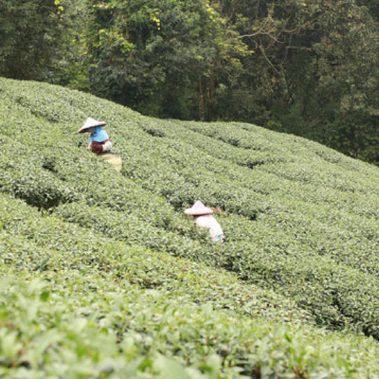 臺灣南投縣得天獨厚的氣候